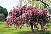 MALUS X GLORIOSA OKONOMIERAT ECHTERMEYER