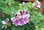 PELARGONIUM MOORES VICTORY