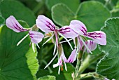 PELARGONIUM CORDIFOLIUM