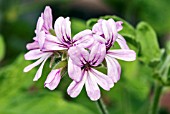 PELARGONIUM ROBERS LEMON ROSE