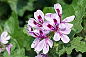 PELARGONIUM QUERCIFOLIUM ROYAL OAK