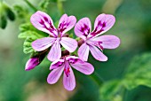 PELARGONIUM QUERCIFOLIUM LACINATUM