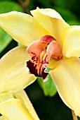 CYMBIDIUM COOKSBRIDGE SUNBURST