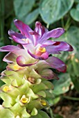 CURCUMA RUBESCENS