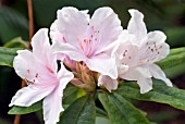 RHODODENDRON ELLIPTICUM