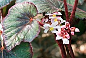 BEGONIA BETTINA ROTHSCHILD