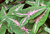 CALADIUM BICOLOR