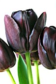 TULIPA PURPLE PRINCE