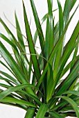 DRACAENA MARGINATA