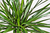 DRACAENA MARGINATA