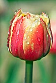 TULIPA DOUBLE FOCUS