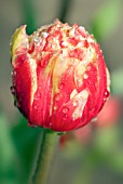 TULIPA DOUBLE FOCUS