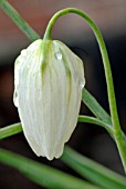 FRITILLARIA MELEAGRIS ALBA