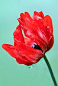 TULIPA RED REVIVAL