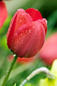 TULIPA RED REVIVAL