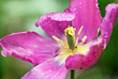 TULIPA PURPLE PRINCE AFTER THE RAIN