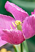 TULIPA PURPLE PRINCE AFTER THE RAIN