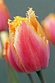 TULIPA LAMBADA