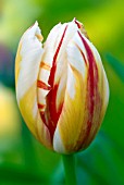 TULIPA CARNAVAL DE RIO