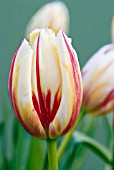 TULIPA CARNAVAL DE RIO