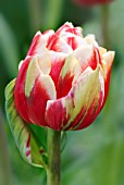 TULIPA DOUBLE FOCUS