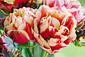 TULIPA DOUBLE FOCUS