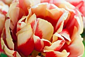 TULIPA DOUBLE FOCUS