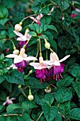 FUCHSIA LENA,  (AGM)