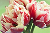 TULIPA DOUBLE FOCUS