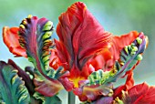TULIPA ROCOCO