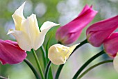 TULIPA WHITE TRIUMPHATOR AND CHINA PINK