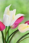 TULIPA WHITE TRIUMPHATOR AND CHINA PINK