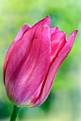 TULIPA CHINA PINK