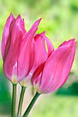 TULIPA CHINA PINK