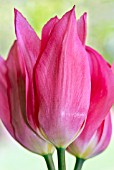 TULIPA CHINA PINK