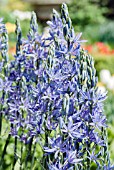 CAMASSIA LEITCHTLINI CAERULEA