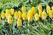 TULIPA STRONG GOLD