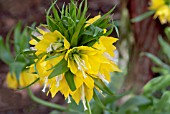 FRITILLARIA IMPERIALIS LUTEA MAXIMA