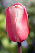 TULIPA SURVIVOR