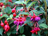 FUCHSIA DOLLAR PRINCESS