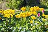 TULIPA MONTE CARLO