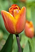 TULIPA ANNE SCHINDLER