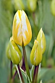 TULIPA ANTOINETTE