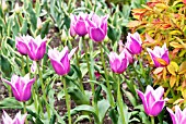 TULIPA BALLADE