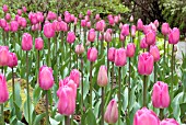 TULIPA BARCELONA