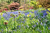 WOODLAND GARDEN IN SPRINGTIME