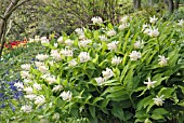 SMILACINA RACEMOSA IN A WOODLAND GARDEN