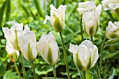 TULIPA SPRING GREEN