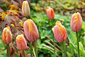 TULIPA DORDOGNE