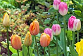 TULIPA DORDOGNE AND TULIPA DREAMLAND